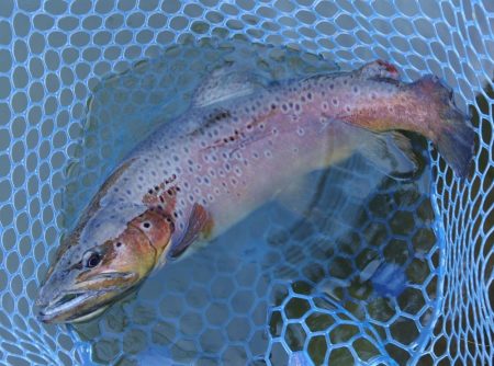 ナイスサイズ連発！ ～岡崎トラウトポンド～